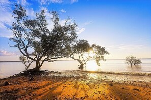 Une plage bordée d’arbres, une mer calme et un ciel dégagé.