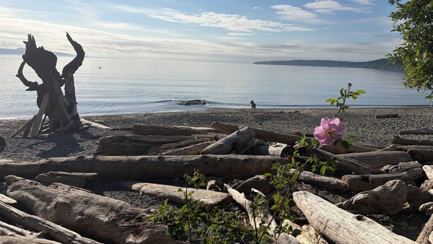 A beach with driftwood, a clear sky, and calm water. - Cross the Street to the Beach & Ocean Views (Victoria)