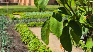 Una iglesia con una torre campanario destacada y rosales en primer plano.