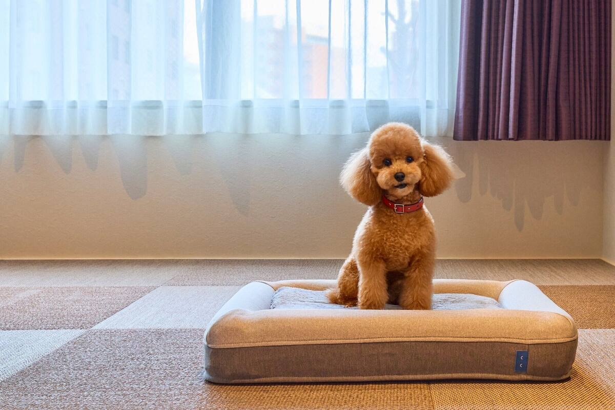 Un perro pequeño sobre una cama para mascotas en una habitación con ventana, un armario de madera y un felpudo en el suelo.