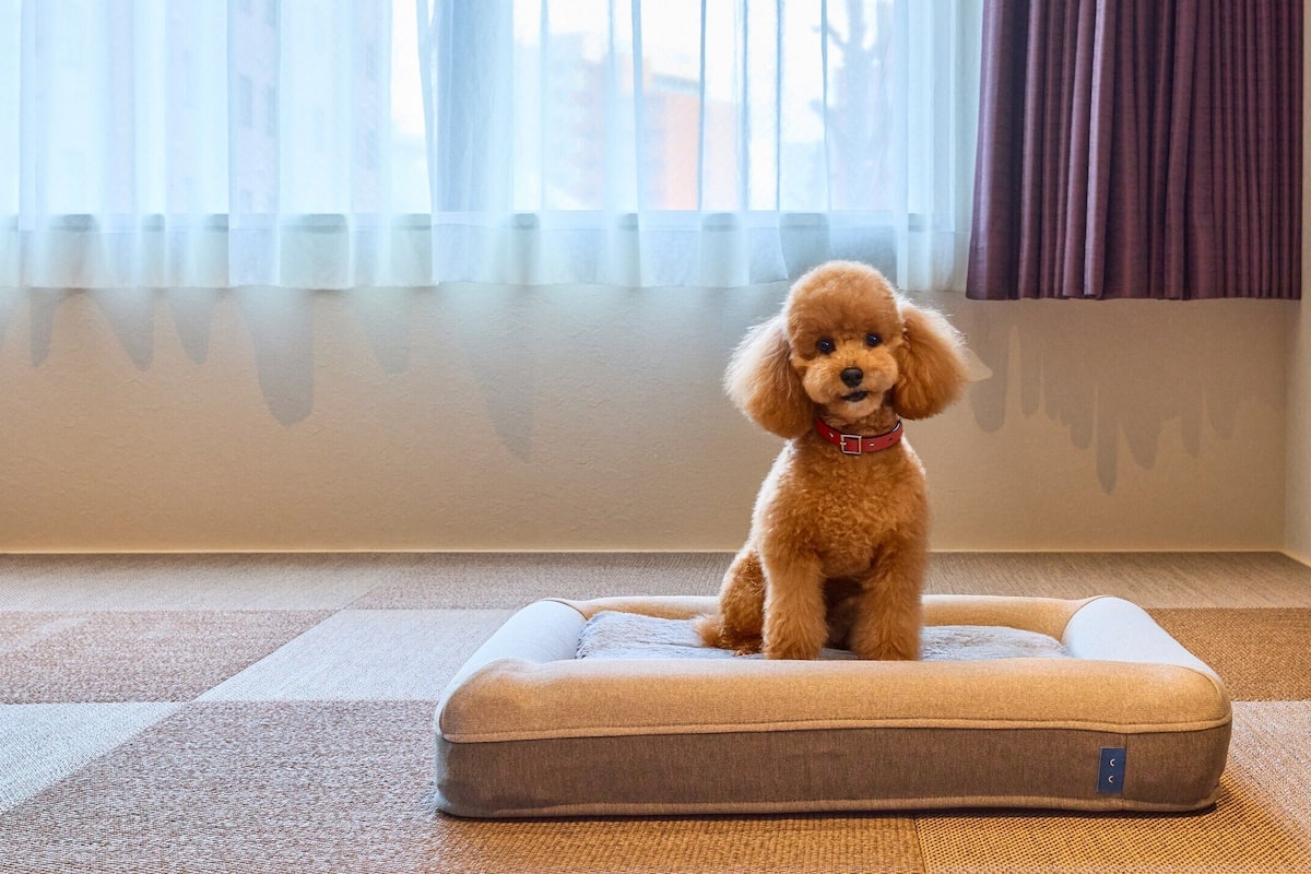 Basic-Zweibettzimmer, Nichtraucher, Kochnische (C, Dog-friendly, 2 DBL Beds + 2 Futon) | Individuell dekoriert, individuell eingerichtet, Verdunkelungsvorhänge