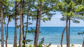 Una playa con altos pinos y vista al océano.