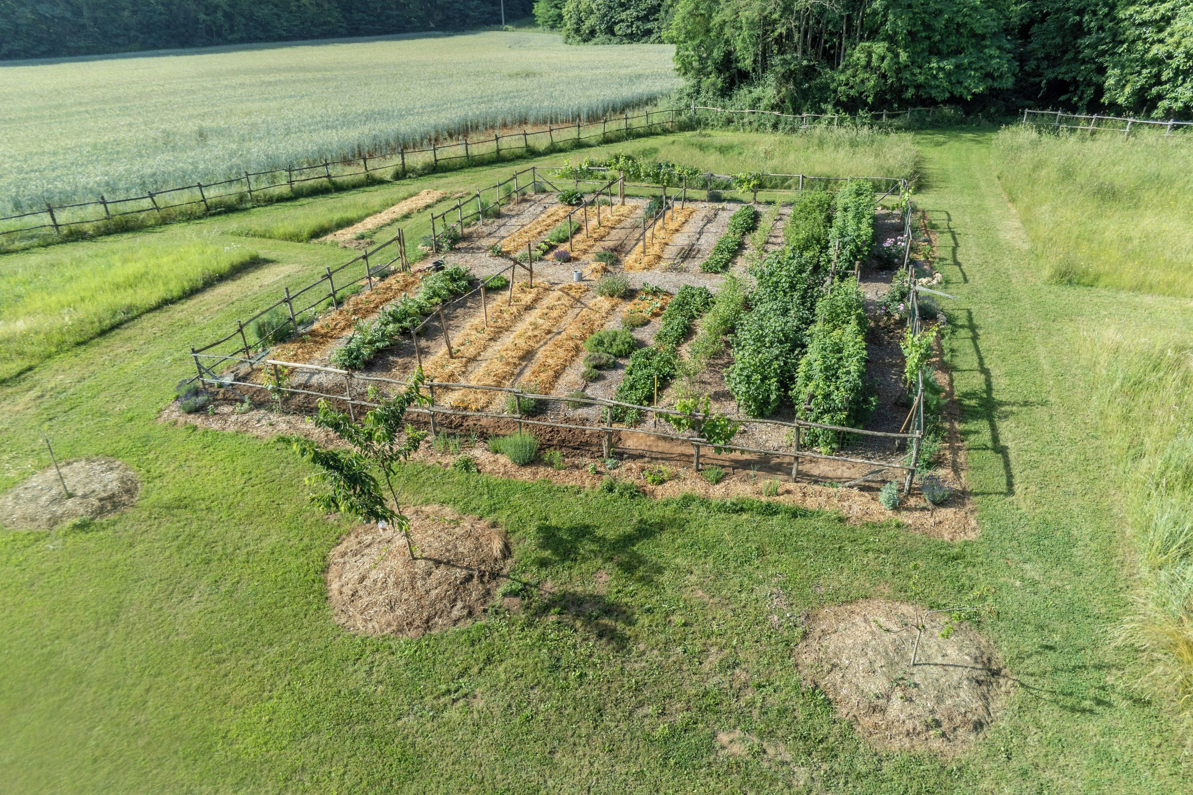 Een tuin met verhoogde borders en een omheining.
