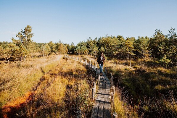 A wooden boardwalk in a natural setting with trees and grass. - De Wiltzangh - Houtenborg Lodge | 4p (Ruinen)