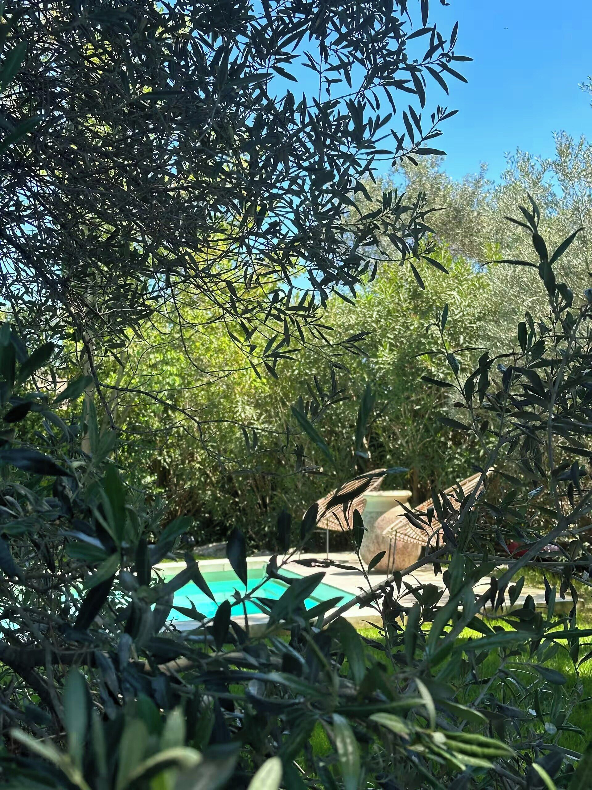 A pool surrounded by dense foliage, with a clear blue sky in the background.