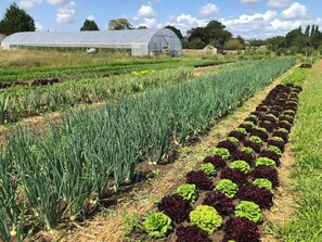Property grounds - Restored farm near La Rochelle (La gripperie saint symphorien)