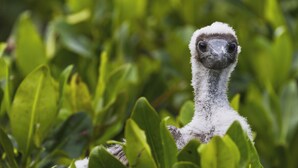 Primer plano de un pájaro de cabeza blanca y gris, rodeado de follaje verde.