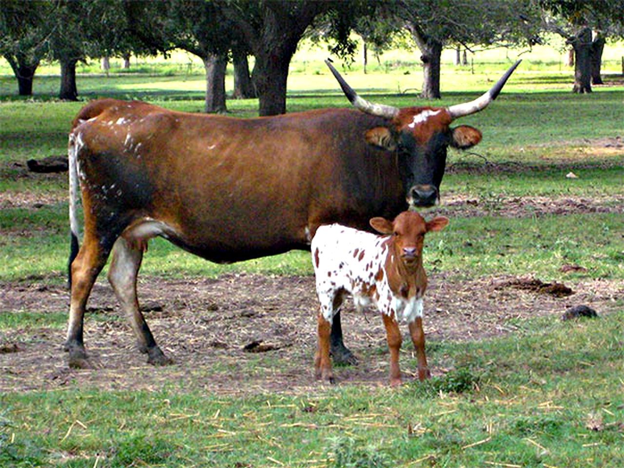 Una mucca e il suo vitello in un prato erboso, con alberi sullo sfondo.