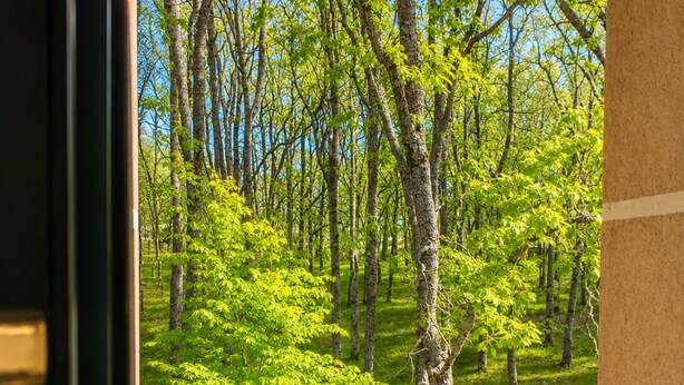 A forested area with a clear sky, visible trees, and a path. - Hospederia La Serrana (Piornal)
