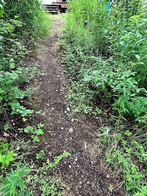 Un estrecho sendero de tierra bordeado por vegetación densa.