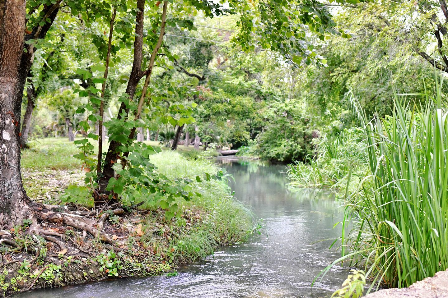 Ein Fluss fließt durch ein bewaldetes Gebiet mit Bäumen und Grün.
