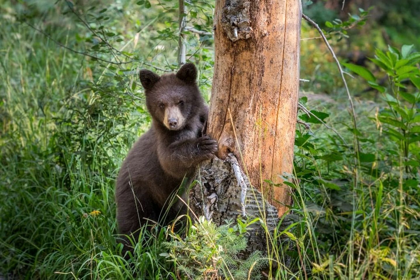 A bear near a tree in a natural setting.