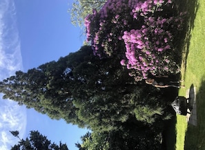 A person standing in a grassy area with a large tree and pink flowers.
