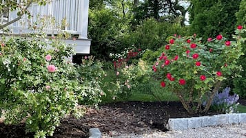 Un jardin avec des rosiers, une clôture blanche et un mur de pierre.