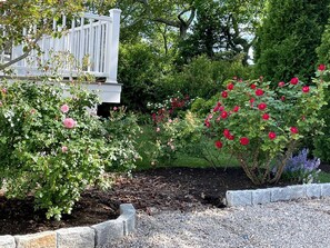 Un jardín con rosales, una cerca blanca y un muro de piedra.