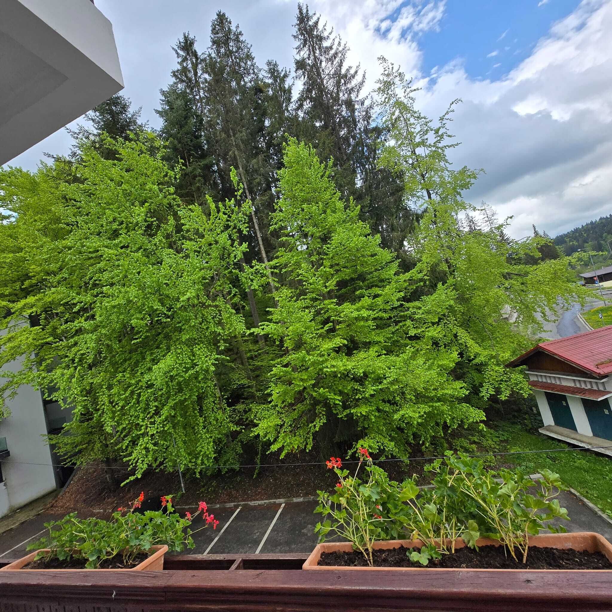 A garden with a variety of plants and trees, a parking area, and a building with a red roof.