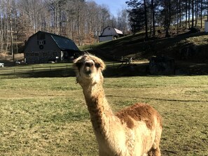A llama in a grassy field with a barn and trees in the background. - Incredible Secluded Barn with Hot-tub and Petting Zoo in Sugar Grove, North Carolina (Sugar Grove)