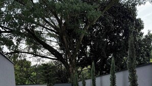 Een patio met tegels, plantenpotten en een grote boom.