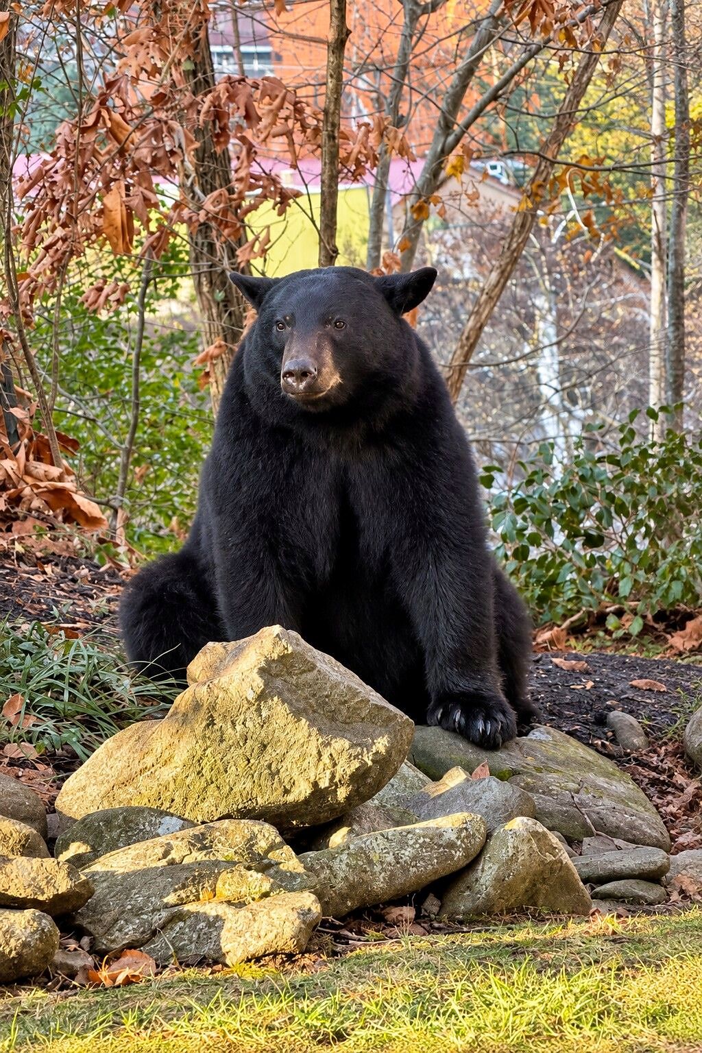 Urso preto sentado em pedras, cercado por folhas de outono.