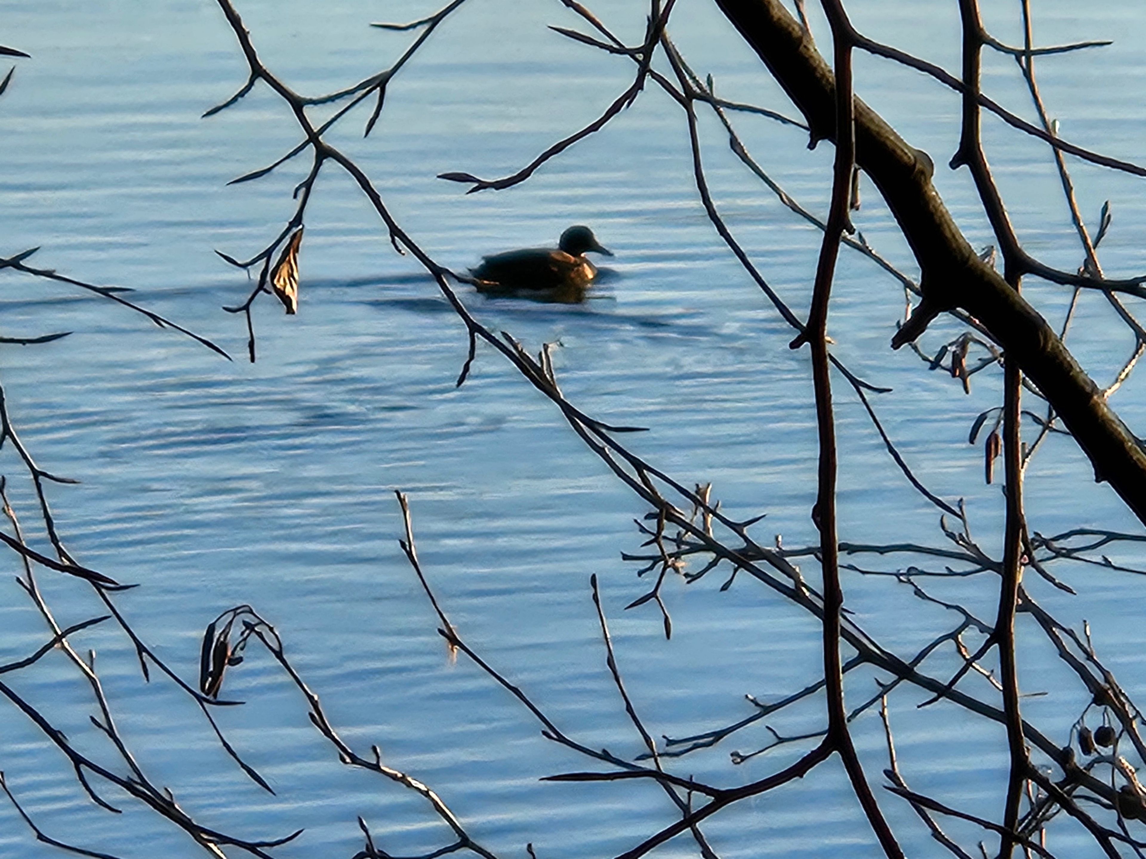 A duck swimming in a body of water with bare branches in the foreground.