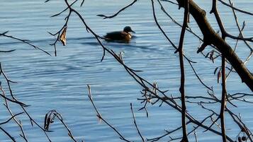 A duck swimming in a body of water with bare branches in the foreground.