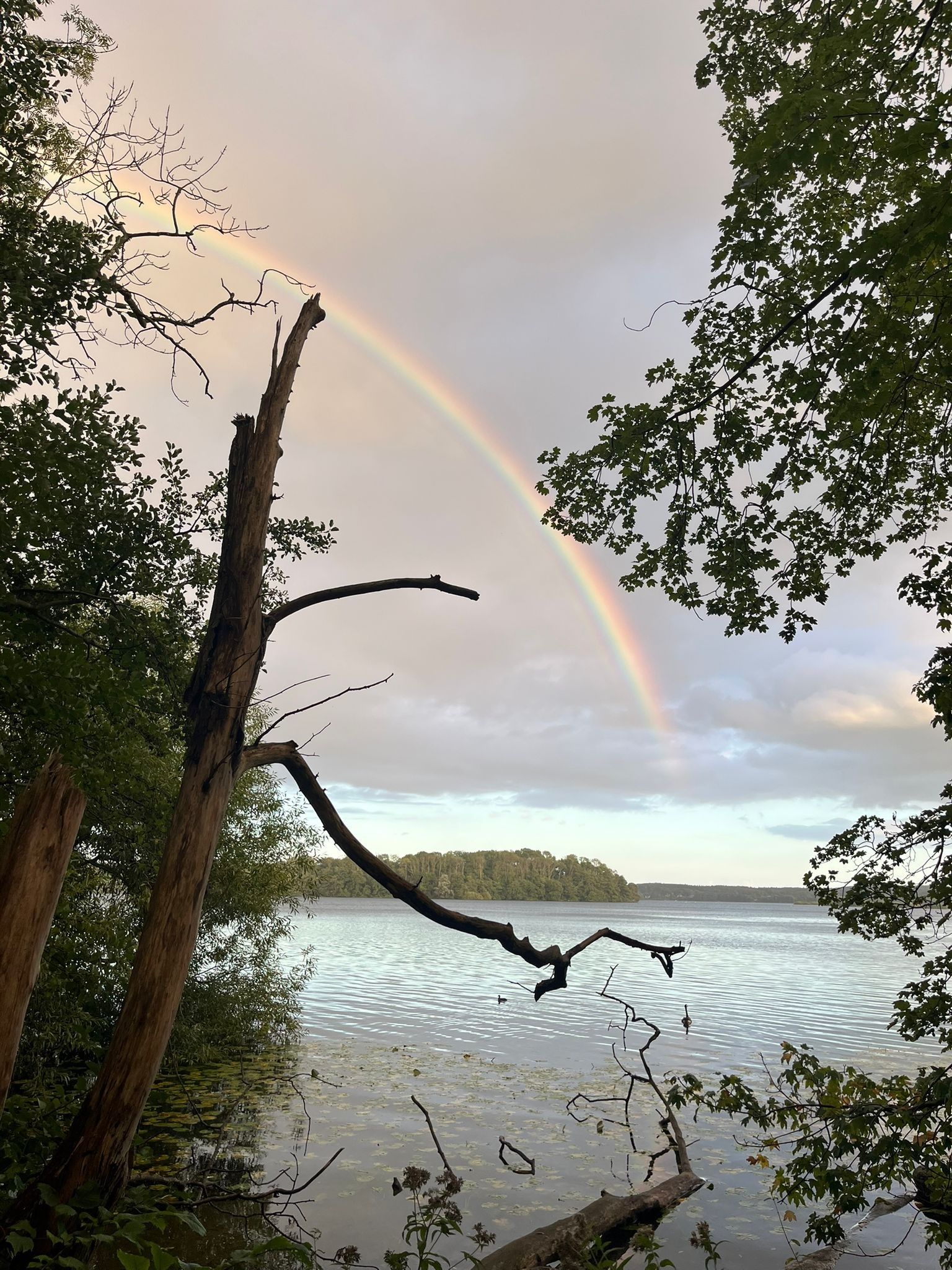 Eine natürliche Landschaft mit Regenbogen, einem Gewässer und Bäumen.