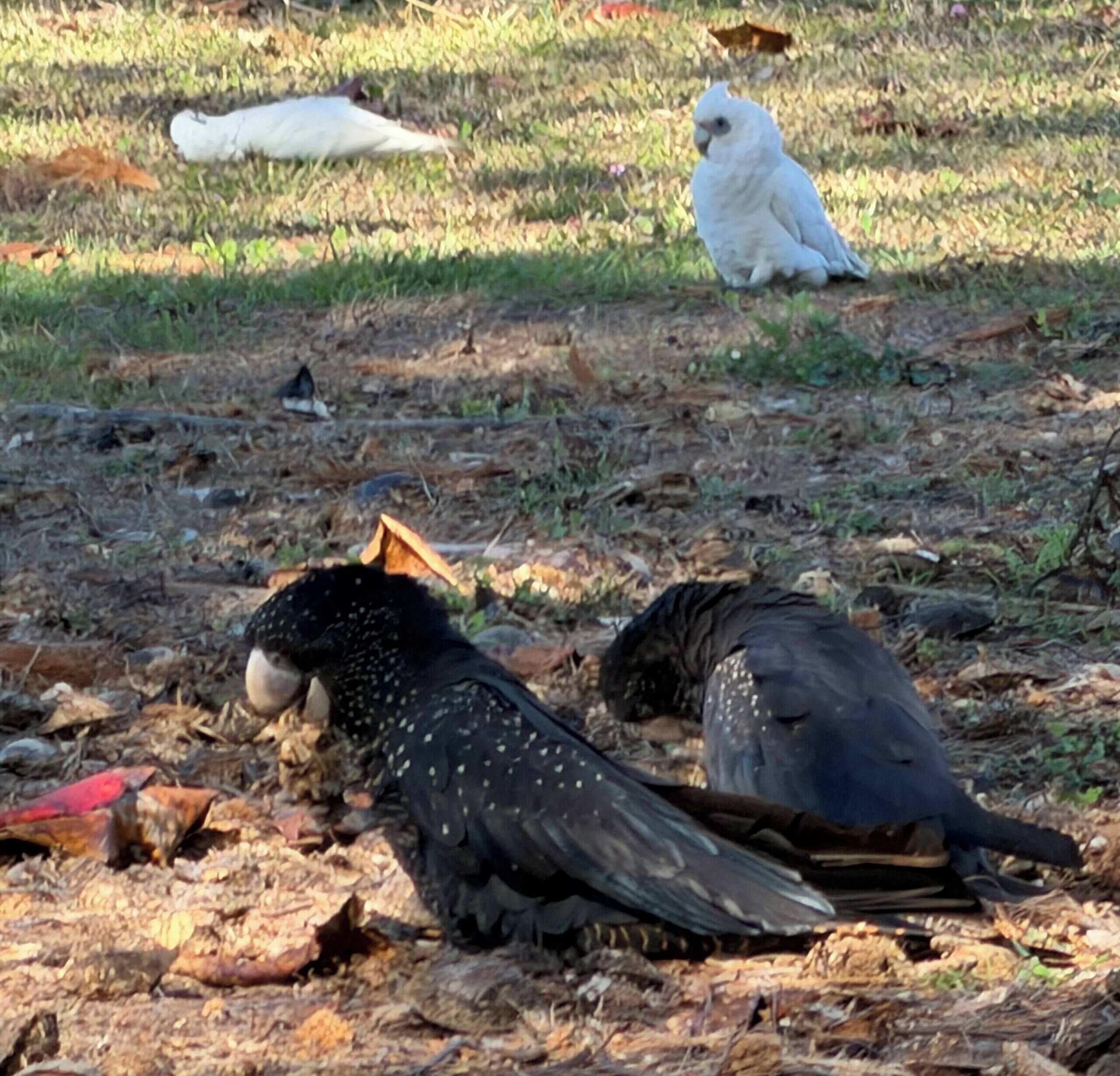 A bird on the ground with a white object nearby.