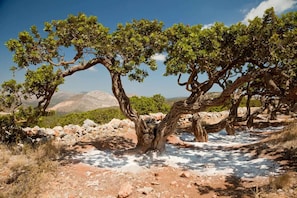 Uma árvore com galhos retorcidos em uma paisagem rochosa.