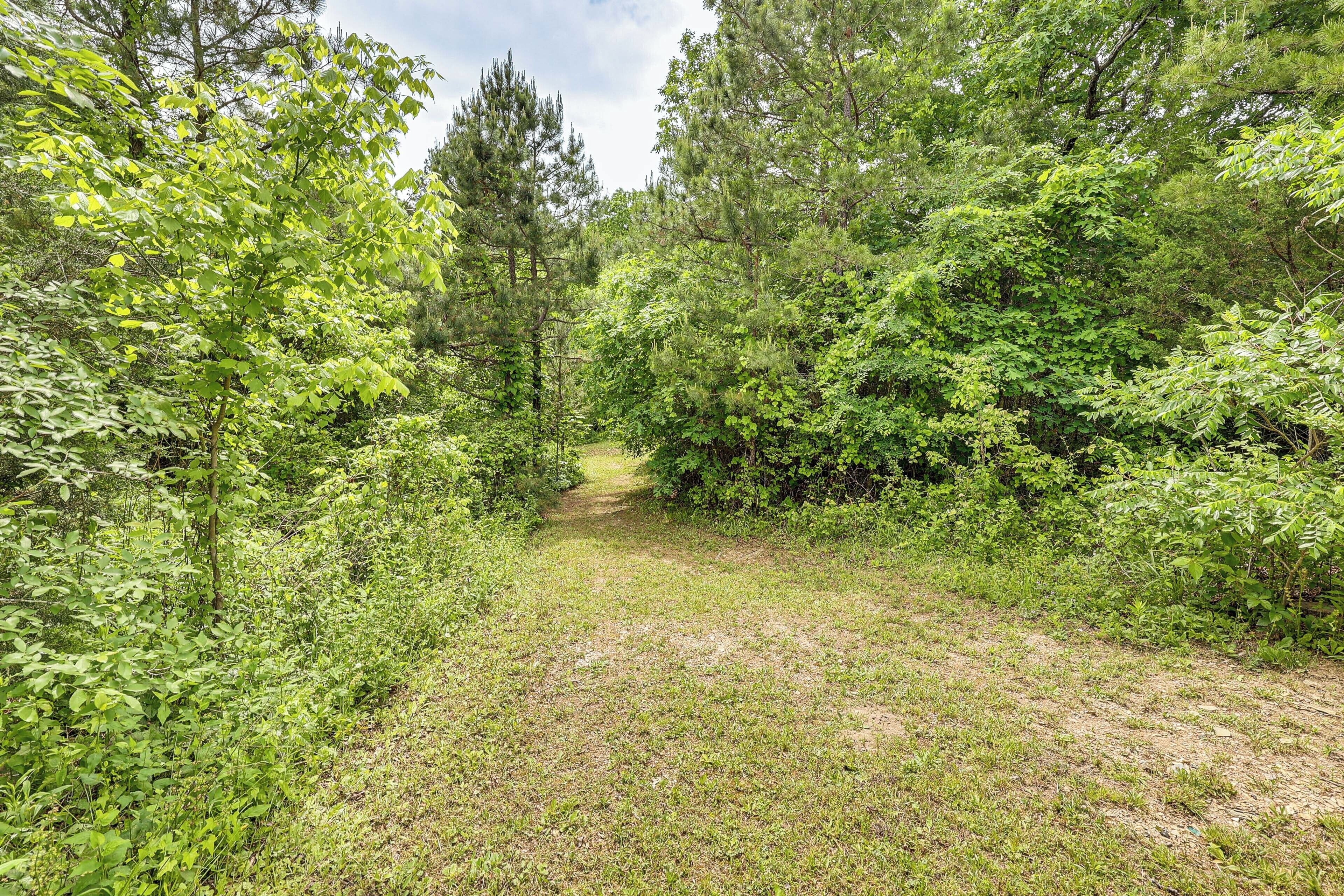 A forested path with dense greenery and trees.