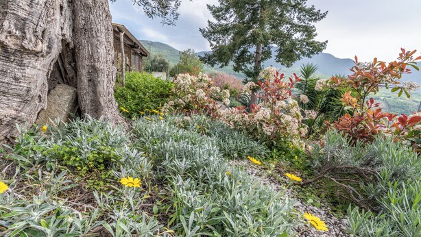 Un jardín con diversas plantas y el tronco de un árbol.