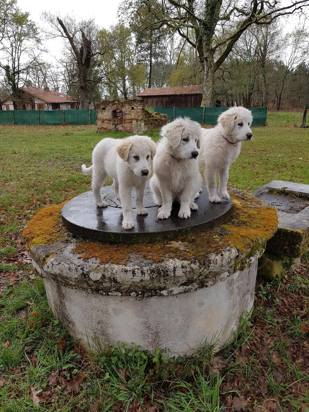 Three white dogs on a circular stone platform in an outdoor setting.