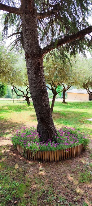 Un arbre entouré d’un parterre circulaire à sa base.