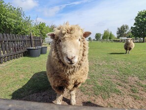 A sheep in a fenced area with grass and trees in the background. - Ewe View (Boston)