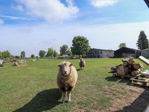 Property grounds - Ewe View (Boston)
