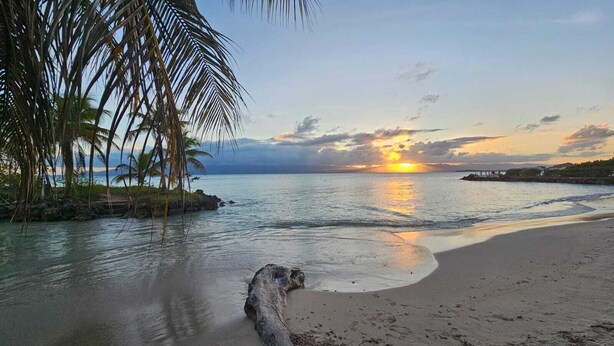 Ein Strand mit ruhigem Wasser, einem Sonnenuntergang und einer Palme.