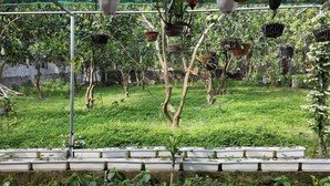 A garden with potted plants and a trellis structure. - Double Room with Garden View (Hà Nội)