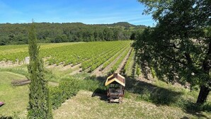 Viñedo con hileras de vides, una estructura de madera y un árbol.