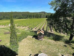 A vineyard with rows of grapevines, a wooden structure, and a tree. - Gîte "Le Rosé du Ventoux" (4 pers) (Méthamis)