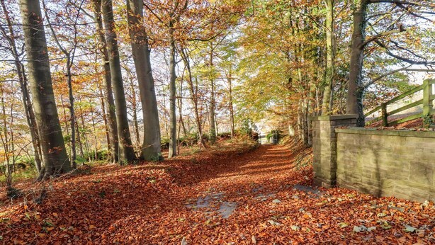 Un sendero cubierto de hojas caídas, rodeado de árboles con follaje otoñal.