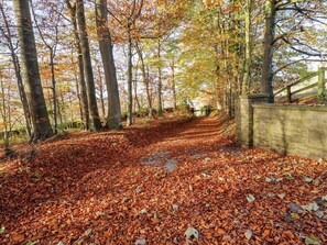 A pathway covered with fallen leaves, surrounded by trees with autumn foliage.