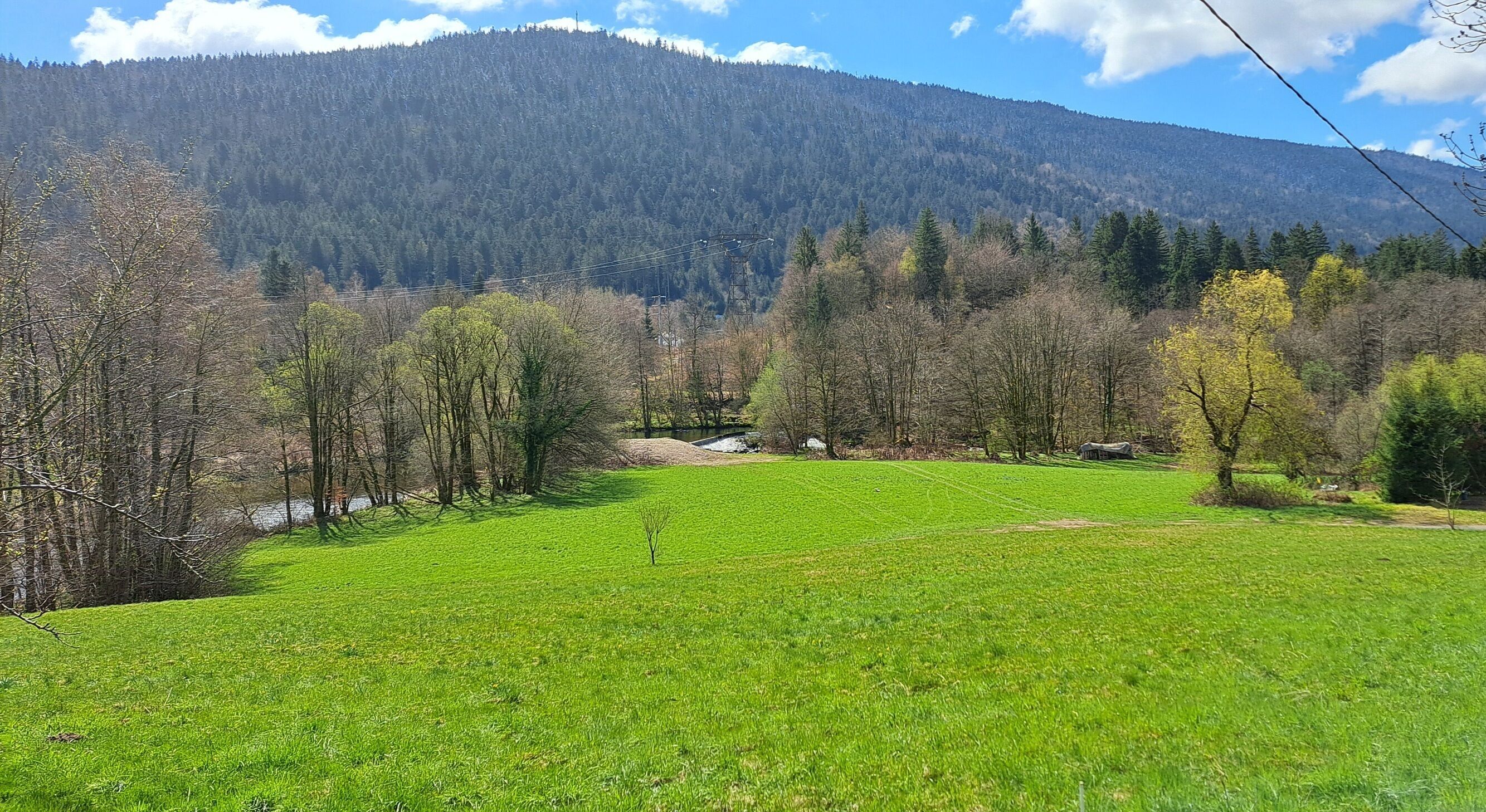 Un champ verdoyant, avec des arbres, et une montagne en arrière-plan.