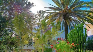 Un patio con diversas plantas, entre ellas una palmera y cactus, y un edificio con fachada de color claro.