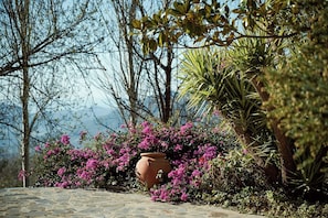 Un jardín con plantas florecientes y una maceta de terracota.
