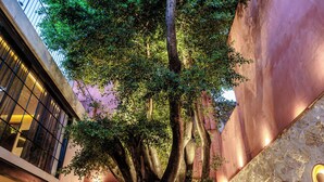 Ein Baum in einem Innenhof mit einer Bank und Topfpflanzen.