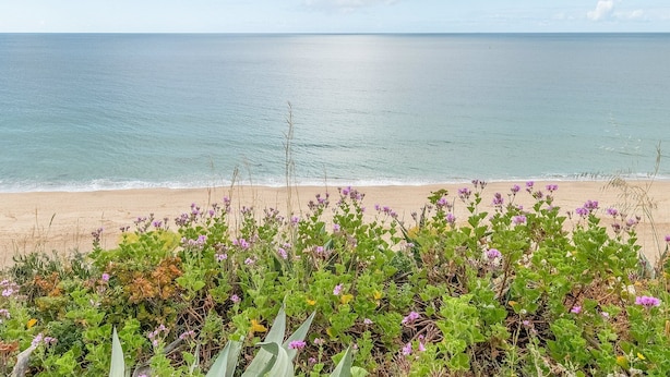Une plage avec vue sur l’océan, et au premier plan, un tapis de fleurs violettes.