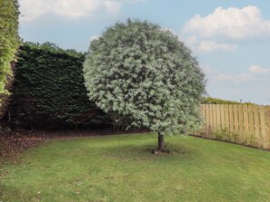 A tree in a grassy area with a wooden fence in the background. - Tigh-na-mara Retreat (Berwick-upon-Tweed)