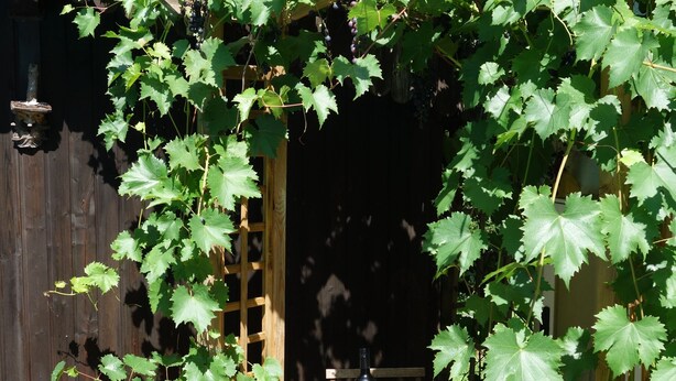 A wooden pergola with a table and chairs underneath, surrounded by lush green grapevines.