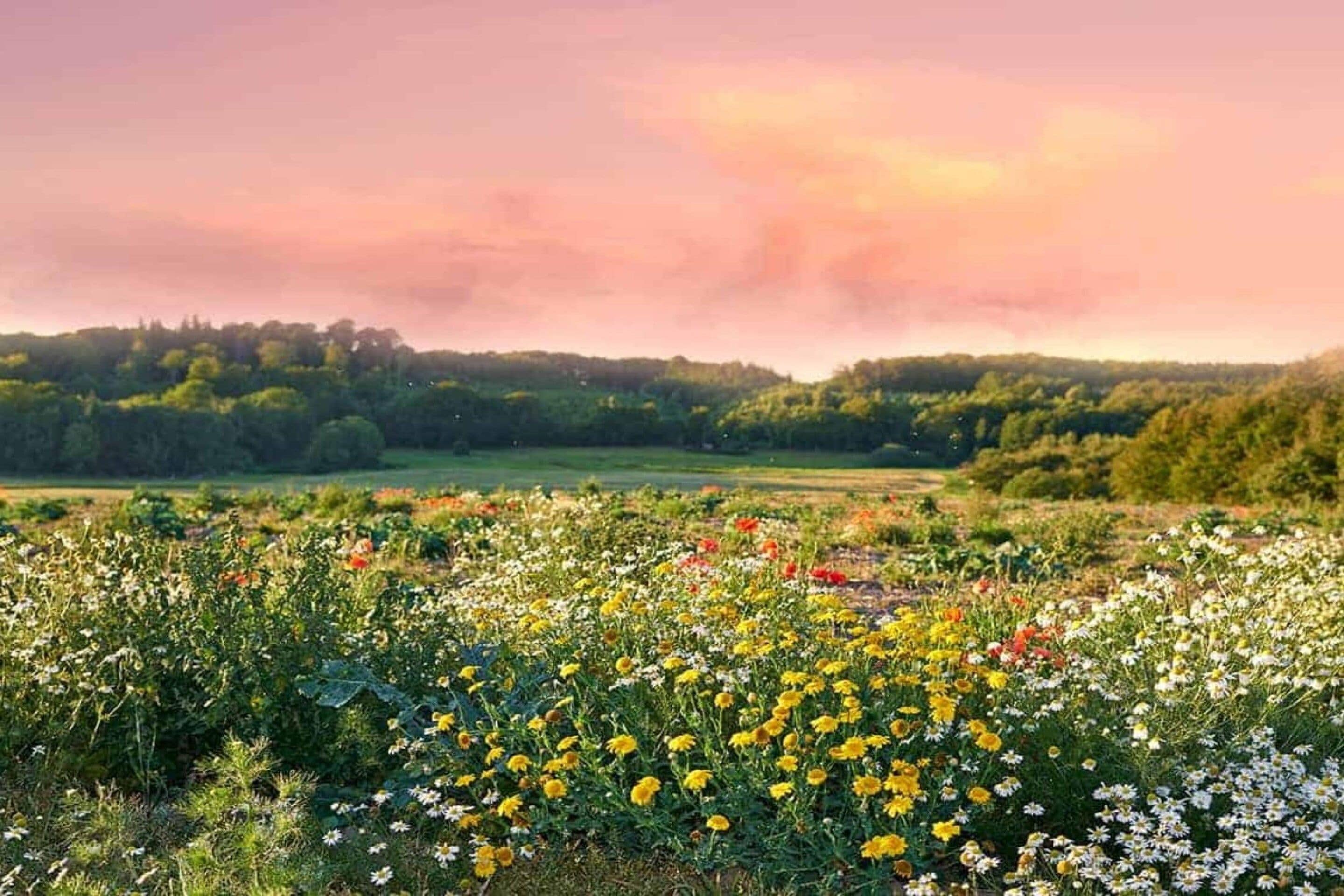Un campo de flores silvestres con una colina boscosa al fondo.