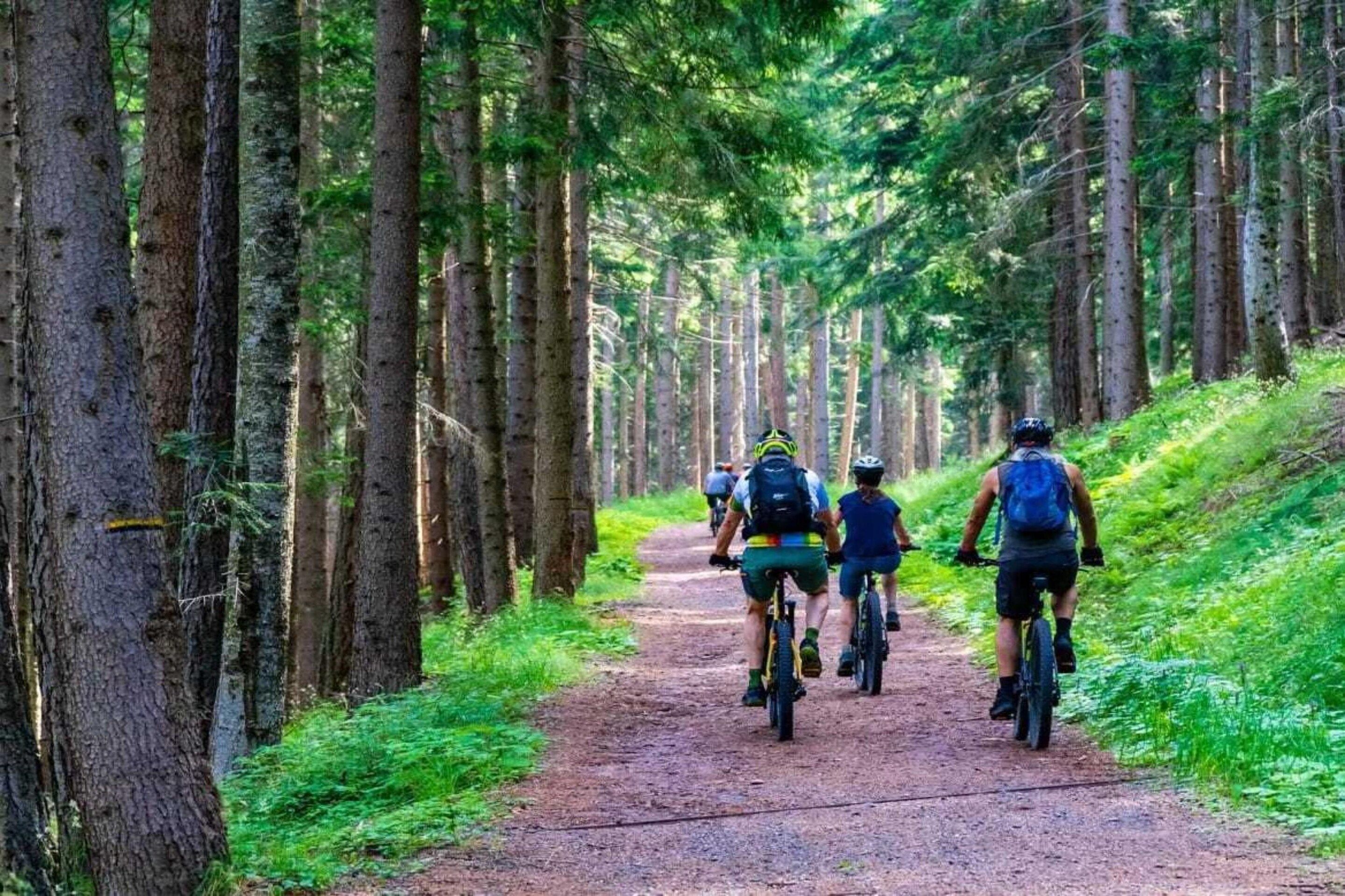 A forest trail with cyclists.