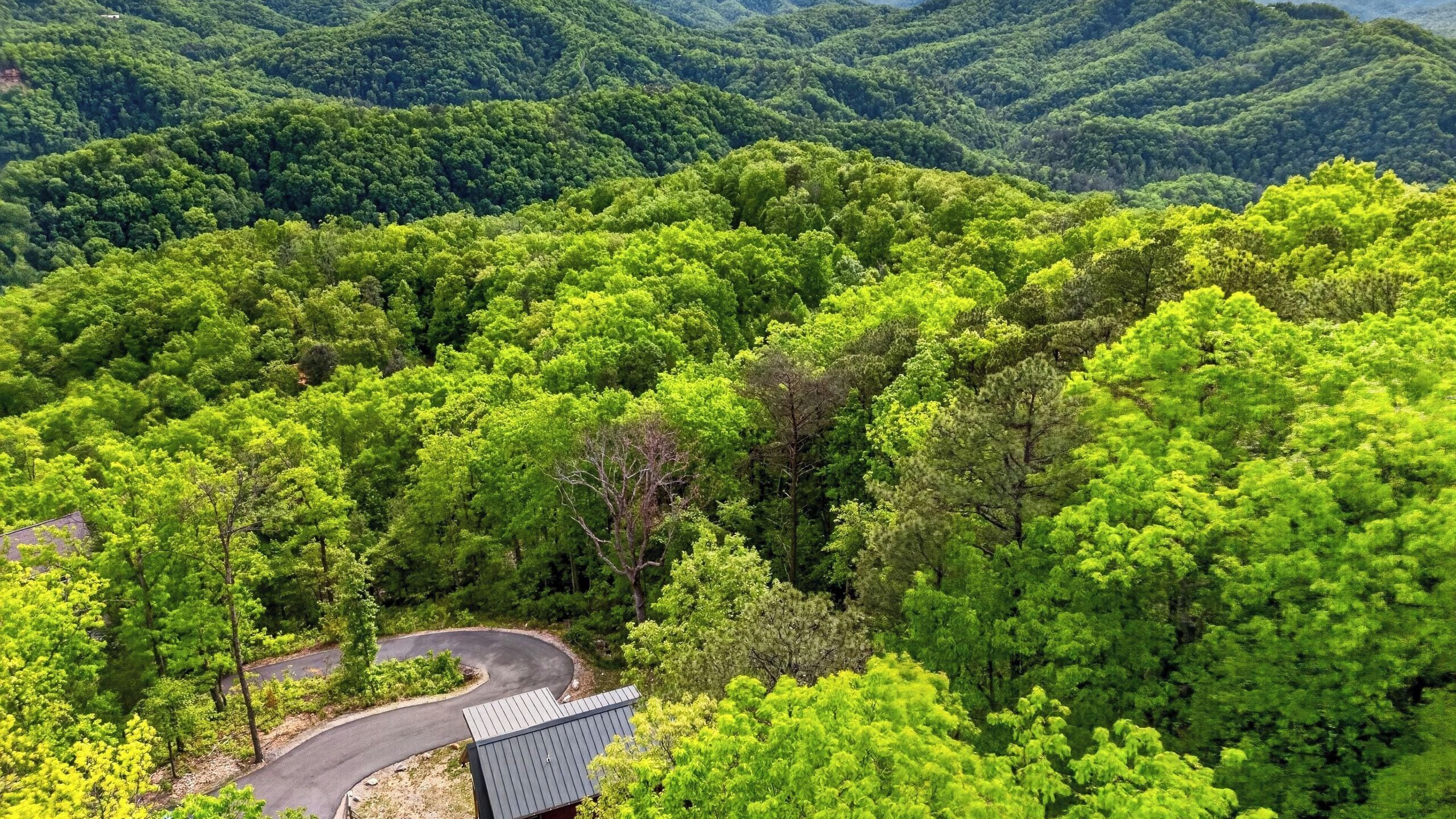 A lush green forest with a winding road and a building with a sloped roof.